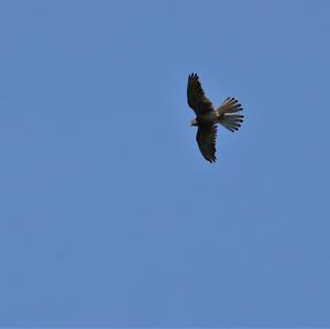 Common Kestrel