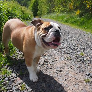 Englische Bulldogge