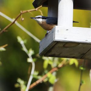 Wood Nuthatch