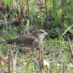 European Greenfinch