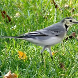 White Wagtail