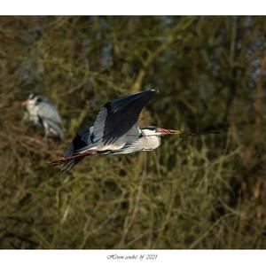 Grey Heron