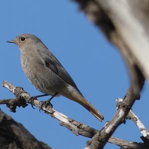 Black Redstart