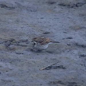 Reed Bunting