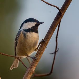 Coal Tit