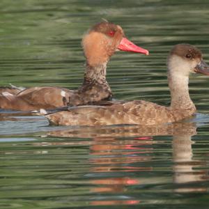 Red-crested Pochard