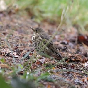 Song Thrush