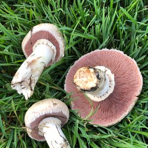 Meadow Agaric