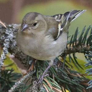 Eurasian Chaffinch