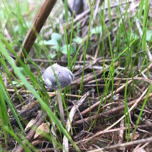 Blue-green Stropharia