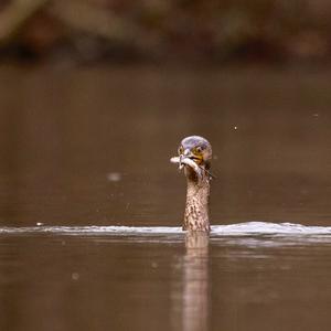 Great Cormorant