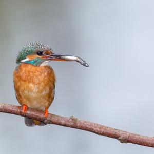 Common Kingfisher