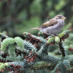 House Sparrow