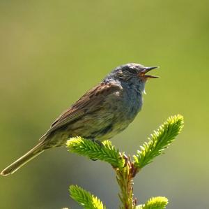 Hedge Accentor