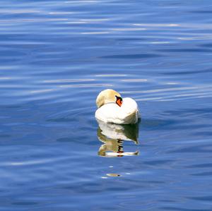 Mute Swan