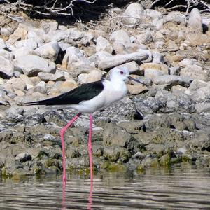 Black-winged Stilt