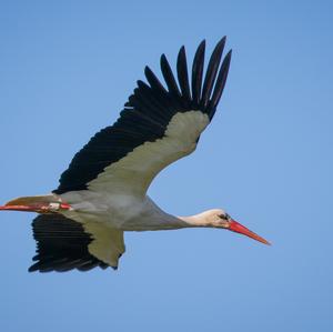 White Stork