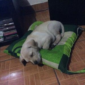 Retriever (Labrador)