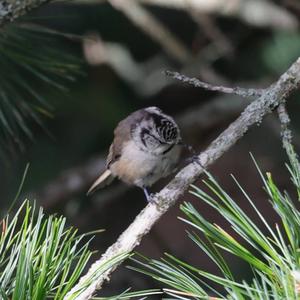 Crested Tit