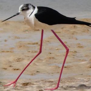 Black-winged Stilt