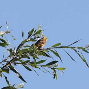 Yellowhammer