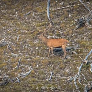 Red Deer