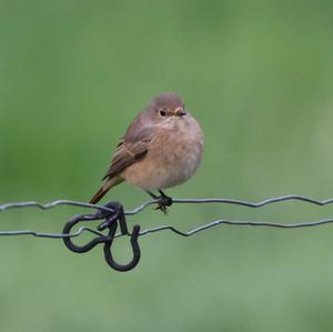 Common Redstart