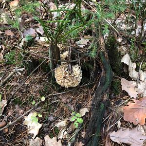 Eastern Cauliflower Mushroom