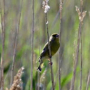 European Greenfinch