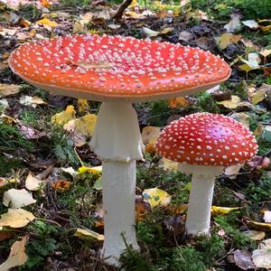 Fly Agaric