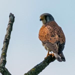 Common Kestrel