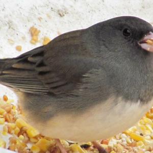 Dark-eyed Junco