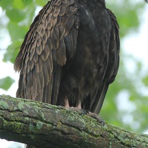 Turkey Vulture