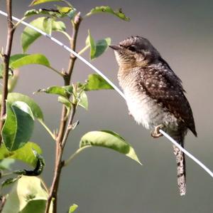 Eurasian Wryneck