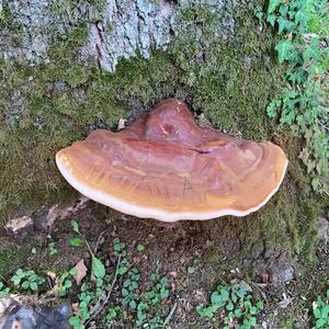 Shining Ganoderma