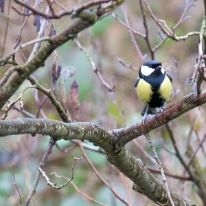 Great Tit