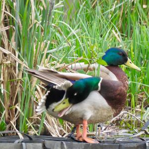 Mallard