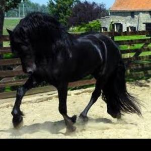 Friesian