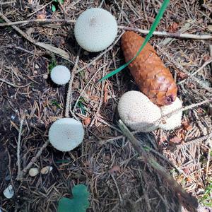 Gem-studded Puffball