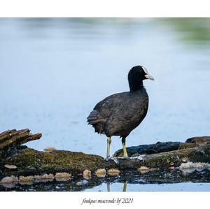 Common Coot