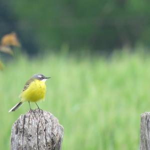 Yellow Wagtail