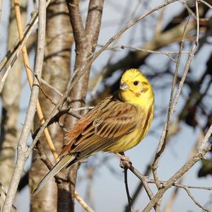 Yellowhammer