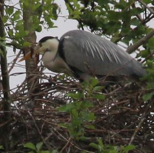 Grey Heron