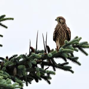 Common Kestrel