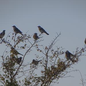 Fieldfare