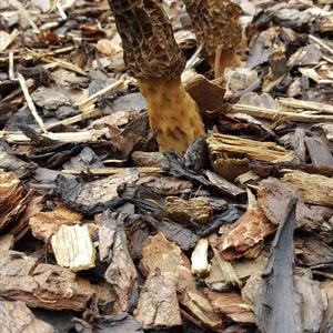 Black Morel