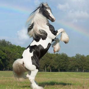 Gypsy Vanner Horse