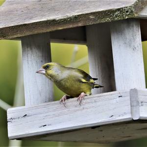 European Greenfinch