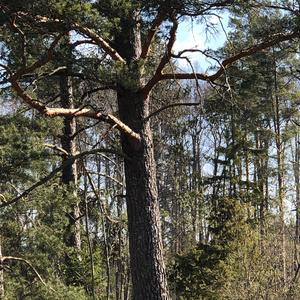 Wood Nuthatch