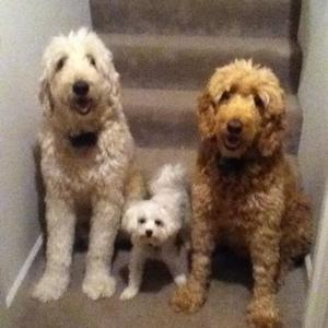 Unknown Breed